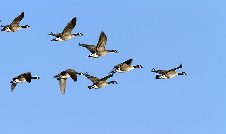 Image result for canadian geese flying