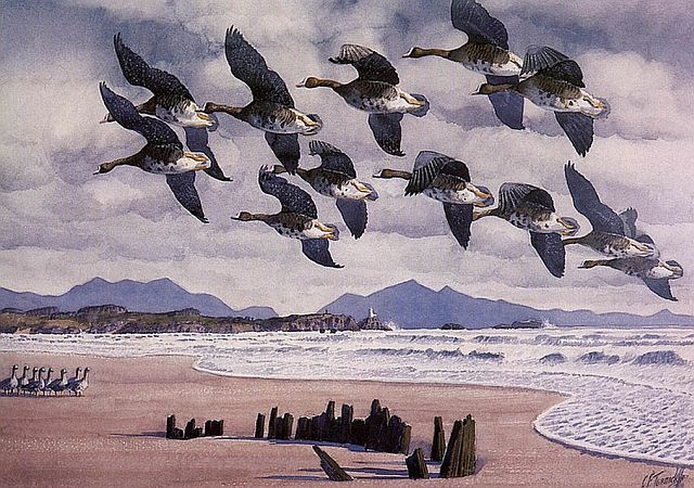 Tunnicliffe, Coming in to land