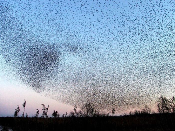 Starlings over the Somerset levels