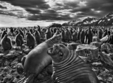 Genesis: elephant seal calves and a colony of king penguins, South Georgia