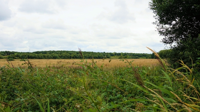 Lunt Meadows landscape